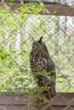 ILCE-6000-20160311-DSC02718  Carolina Raptor Center 6000 Sample Rd., Huntersville, NC 28078 : Charlotte
