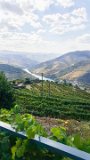 20181010 141641 : 2018, D'Origem estate, Douro Valley, Portugal, _year_