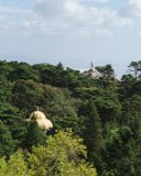 ILCE-6500-20181014-DSC03780 : 2018, Park of Pena (Parque da Pena), Pena Palace (Palácio da Pena), Portugal, Sintra, _year_