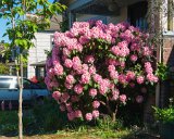 ILCE-6500-20180512-DSC01925  Freemont : 2018, Freemont, Seattle, flowers & plants