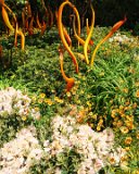 ILCE-6500-20180514-DSC02167  chihuly Gardens And Glass Caramel And Red Fiori : 2018, Chihuly Gardens And Glass, Seattle, Settle Center