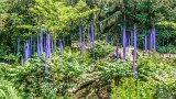 ILCE-6500-20180514-DSC02168  chihuly Gardens And Glass Purple Reeds : 2018, Chihuly Gardens And Glass, Seattle, Settle Center