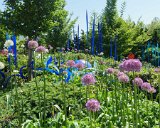 ILCE-6500-20180514-DSC02174  chihuly Gardens And Glass blue reeds and flowers with real purple flowers : 2018, Chihuly Gardens And Glass, Seattle, Settle Center