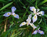 ILCE-6500-20180514-DSC02244 : 2018, Olympic Sculpture Park, Seattle, flowers & plants