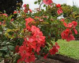 ILCE-6500-20190518-DSC05517 : 2019, Italy, Palatine Hill, Rome