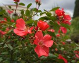 ILCE-6500-20190518-DSC05518 : 2019, Italy, Palatine Hill, Rome