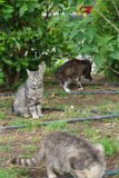 ILCE-6500-20190522-DSC06378 : 2019, Amalfi Coast, Italy, Ravello, animals, cat