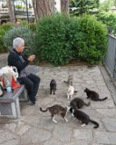 ILCE-6500-20190522-DSC06381 : 2019, Amalfi Coast, Italy, Ravello, animals, cat