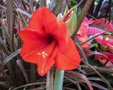 Asheville / Biltmore 2013 : 2013, Asheville, Biltmore, Gardens, NC