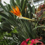 Asheville / Biltmore 2013 : 2013, Asheville, Biltmore, Gardens, NC