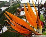 Asheville / Biltmore 2013 : 2013, Asheville, Biltmore, Gardens, NC