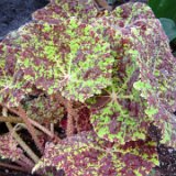 Asheville / Biltmore 2013 : 2013, Asheville, Biltmore, Gardens, NC