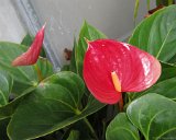 Asheville / Biltmore 2013 : 2013, Asheville, Biltmore, Gardens, NC