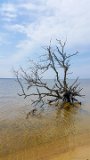 Stranded Tree 2  Jockey's Ridge State Park : 2016, Jockey's Ridge State Park, Kill Devil Hills