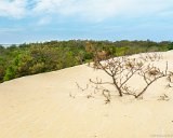 A Tree Grows In?  Jockey's Ridge State Park : 2016, Jockey's Ridge State Park, Kill Devil Hills