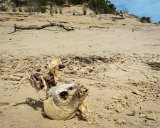 Mad Max Fish Head 1  Jockey's Ridge State Park : 2016, Jockey's Ridge State Park, Kill Devil Hills