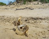 Mad Max Fish Head 2  Jockey's Ridge State Park : 2016, Jockey's Ridge State Park, Kill Devil Hills