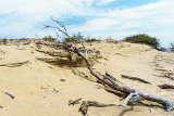 Driftwood  Jockey's Ridge State Park : 2016, Jockey's Ridge State Park, Kill Devil Hills