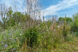 Wild Flowers  Jockey's Ridge State Park : 2016, Jockey's Ridge State Park, Kill Devil Hills