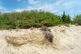 Sand and Brush  Jockey's Ridge State Park : 2016, Jockey's Ridge State Park, Kill Devil Hills