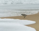 ILCE-6500-20180519-DSC02521 : 2018, NC, Rodanthe, sandpiper