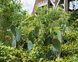 ILCE-6500-20200918-DSC07170  Holden Beach NC with Siphers family : 2020, Holden Beach, NC, beach, cactus, flowers & plants