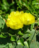 Cactus Flower : 2021, NC, Ocean Isle Beach, _highlights_, _print, cactus, flowers & plants, vacation