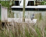 ILCE-6500-20210519-DSC07299 : 2021, Great Blue Heron, NC, Ocean Isle Beach, animals, canal, vacation