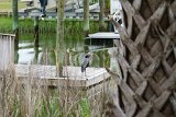 ILCE-6500-20210519-DSC07301 : 2021, Great Blue Heron, NC, Ocean Isle Beach, animals, canal, vacation