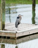 ILCE-6500-20210519-DSC07302 : 2021, Great Blue Heron, NC, Ocean Isle Beach, animals, canal, vacation