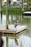 ILCE-6500-20210519-DSC07307 : 2021, Great Blue Heron, NC, Ocean Isle Beach, animals, canal, vacation