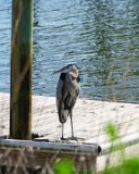 ILCE-6500-20210519-DSC07326 : 2021, Great Blue Heron, NC, Ocean Isle Beach, animals, canal, vacation
