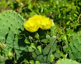 ILCE-6500-20210521-DSC07345 : 2021, NC, Ocean Isle Beach, cactus, flowers & plants, vacation