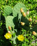 ILCE-6500-20210521-DSC07346 : 2021, NC, Ocean Isle Beach, cactus, flowers & plants, vacation