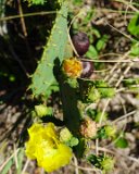 ILCE-6500-20210521-DSC07351 : 2021, NC, Ocean Isle Beach, cactus, flowers & plants, vacation