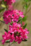 ILCE-6500-20210521-DSC07382 : 2021, NC, Ocean Isle Beach, flowers & plants, oleander, vacation