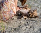 ILCE-7M4-20220922-DSC00525 : 2022, Holden Beach, Leslie Siphers, Pippa dog, animals, beach